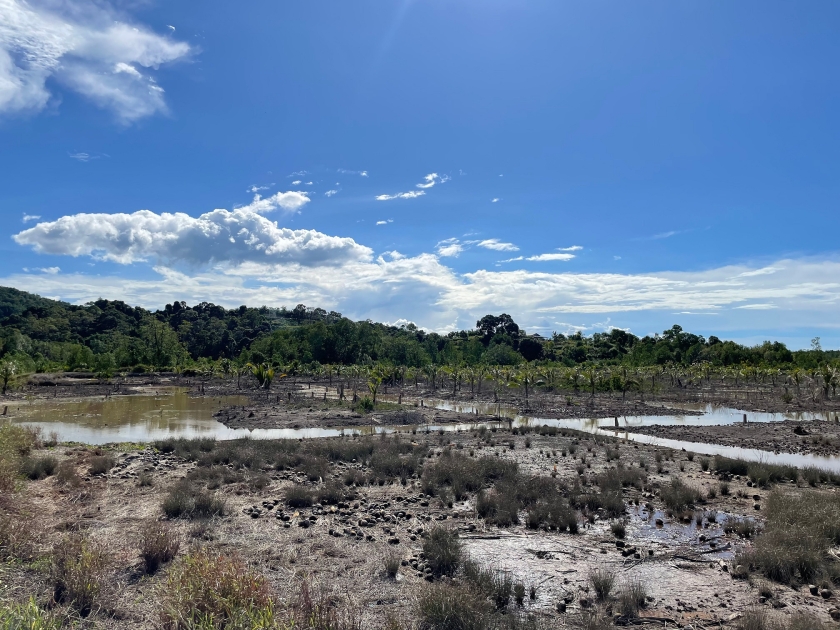 Degraded coconut plantations in Sarawak