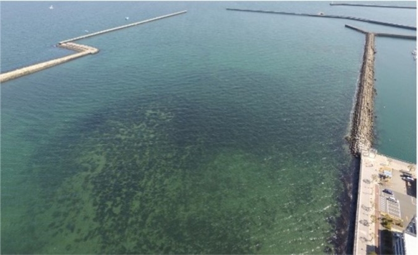 Regenerated seagrass and macroalgal beds field