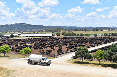 Rangers Valley Cattle Station Pty., Ltd. (Australia)