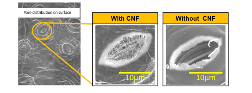 Pores Masking effect by CNF